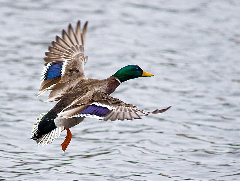 File:Landing mallard.jpg