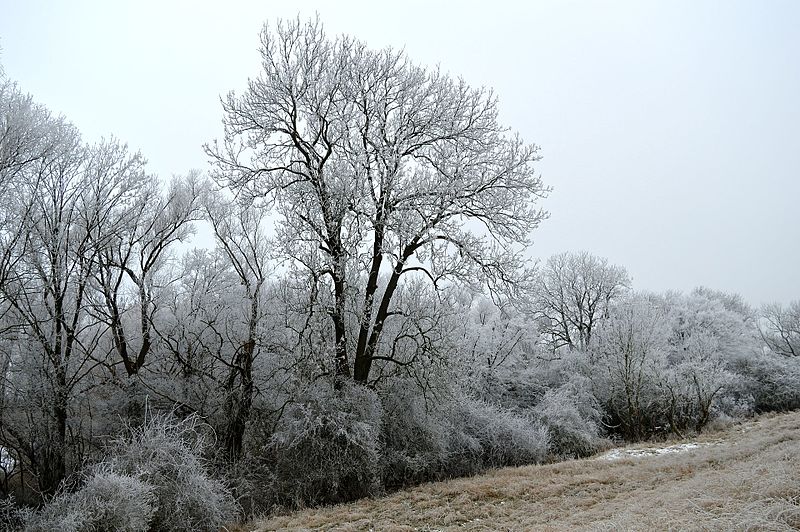 File:Landschaftsschutzgebiet Röderhofer Teiche und Egenstedter Forst - Nordöstliche Sonnenberg-Weide - Unterer Teil im Winter (12).jpg