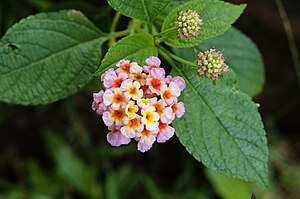 Lantana camara2870.jpg