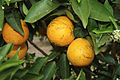 * Nomination Laranja no pé (Avaré- SP) --Jose Reynaldo da Fonseca 17:49, 5 December 2013 (UTC) * Decline Fruit is not in focus. --Mattbuck 20:41, 9 December 2013 (UTC)