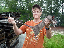 gambian pouched rat