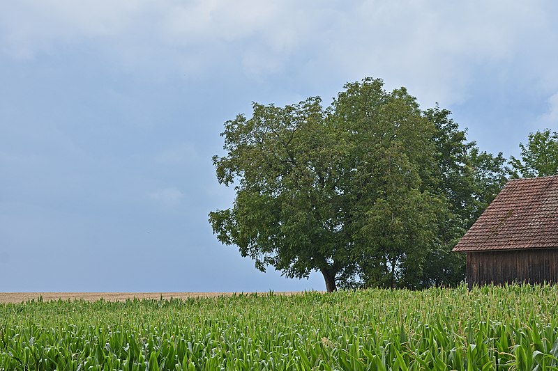 File:Laufen-Uhwiesen field.jpg