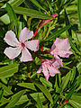 * Nomination Oleander (Nerium oleander), in a private garden, France. --JLPC 16:02, 26 June 2014 (UTC) * Promotion Good quality. --Bgag 17:40, 26 June 2014 (UTC)