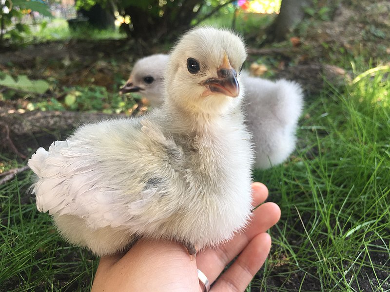 File:Lavender Orpington Chicken.jpg