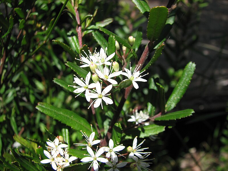 File:Leionema bilobum subsp. serrulatum.JPG