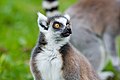 Lemur (36559514411).jpg