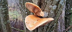 Lepamampel Pholiota alnicola