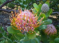 Leucospermum praecox