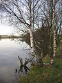 Birches at Levenhall boating lake