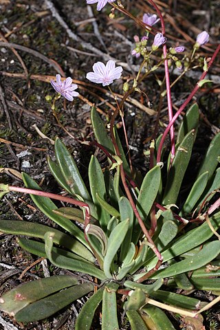 <i>Lewisia columbiana</i> Species of flowering plant