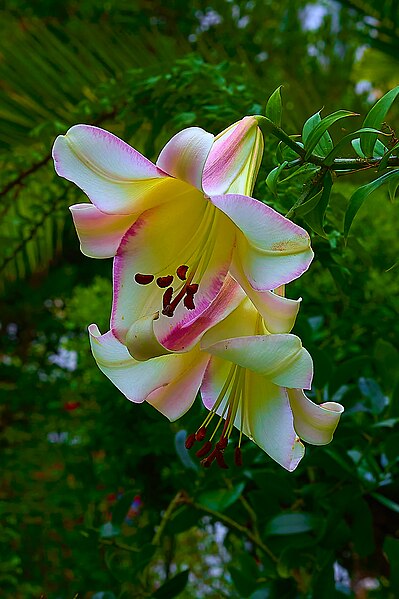 File:Lily (Lilium) in Athens on June 25, 2023.jpg