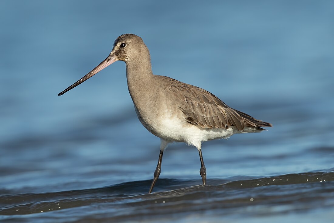 File:Limosa haemastica - Kogarah Bay.jpg