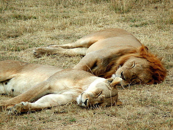 A male and female lion sleeping on a flat plain