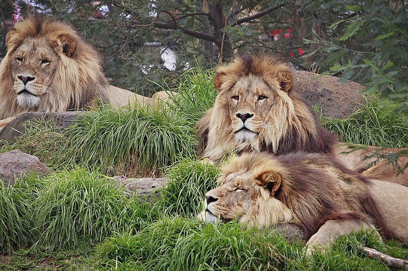 Fail:Lions - melbourne zoo.jpg