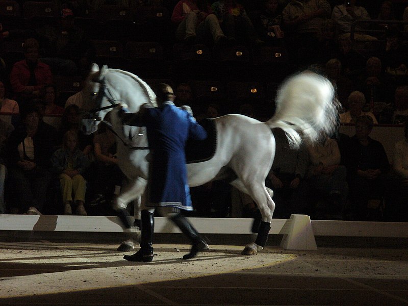 File:Lipizzaner (4385427769).jpg