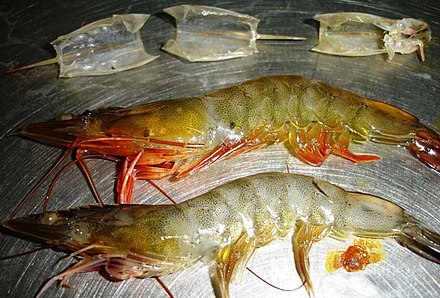 From top to bottom: pieces of the carapace of Litopenaeus vannamei; a harvested healthy L. vannamei of size 66 (17 g); a dead L. vannamei infected by the Taura syndrome virus (TSV). The color of healthy shrimp is determined by the color of the plankton, the type of soil at the pond bottom, and the additional nutrients used. The white color of the shrimp at the bottom is due to the TSV infection.