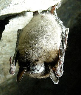 White-nose syndrome Fungal disease affecting bats