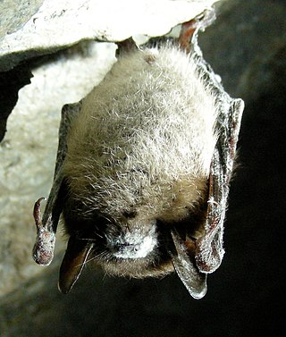 <span class="mw-page-title-main">White-nose syndrome</span> Fungal disease of bats