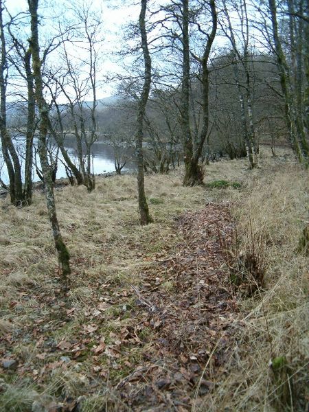 File:Lochside trees - geograph.org.uk - 102439.jpg