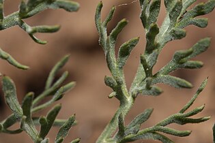 Lomatium macrocarpum