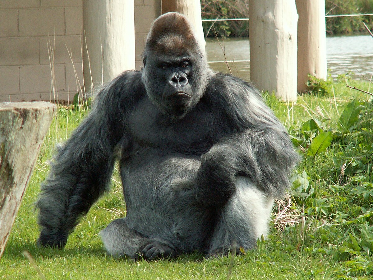 Nico (gorilla) - Wikipedia