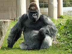 Westlicher Flachlandgorilla