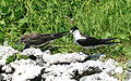 Adult with juvenile; Lord Howe Island