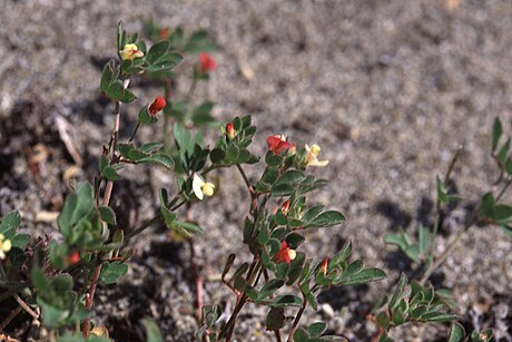 Acmispon parviflorus