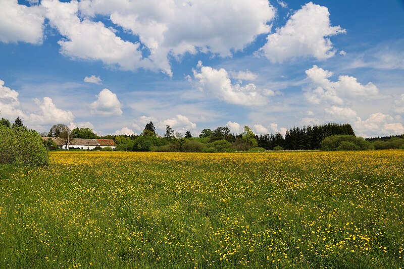 File:Louky v lokalitě V Úličkách.jpg