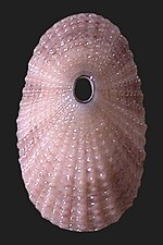 Lucapina suffusa Lucapina suffusa 002.jpg