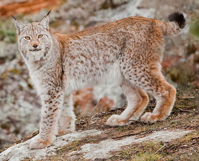 Eurasian lynx - Wikipedia