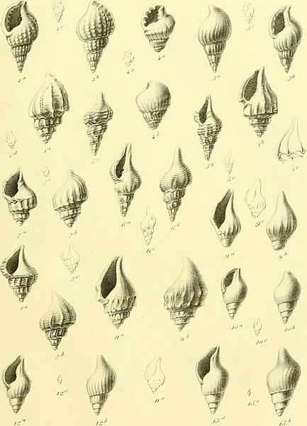 File:MÊ¹emoires couronnÊ¹es et mÊ¹emoires des savants etrangers, publiÊ¹es par l'AcadÊ¹emie royale des sciences, des lettres et des beaux-arts (1871) (14584351737).jpg