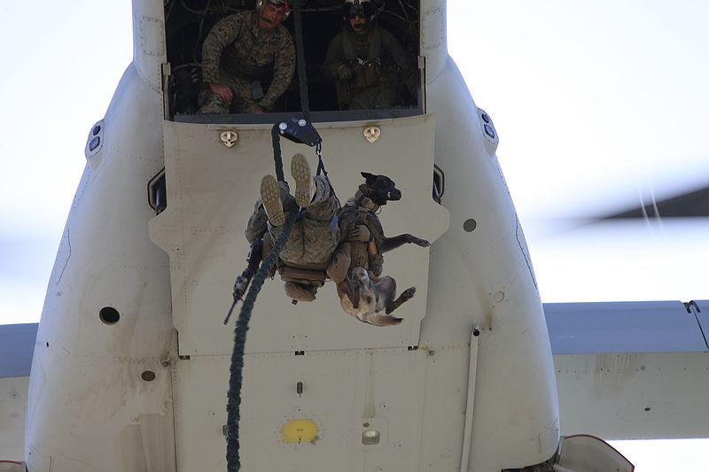 File:MARSOC K-9 Fast Roping 160204-M-UQ794-144.jpg