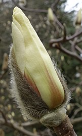 Magnolia cylindrica bud.jpg
