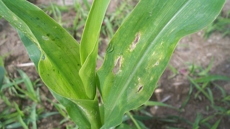 Fájl:Maize leaf with damage symptoms caused by Oscinella frit.JPG