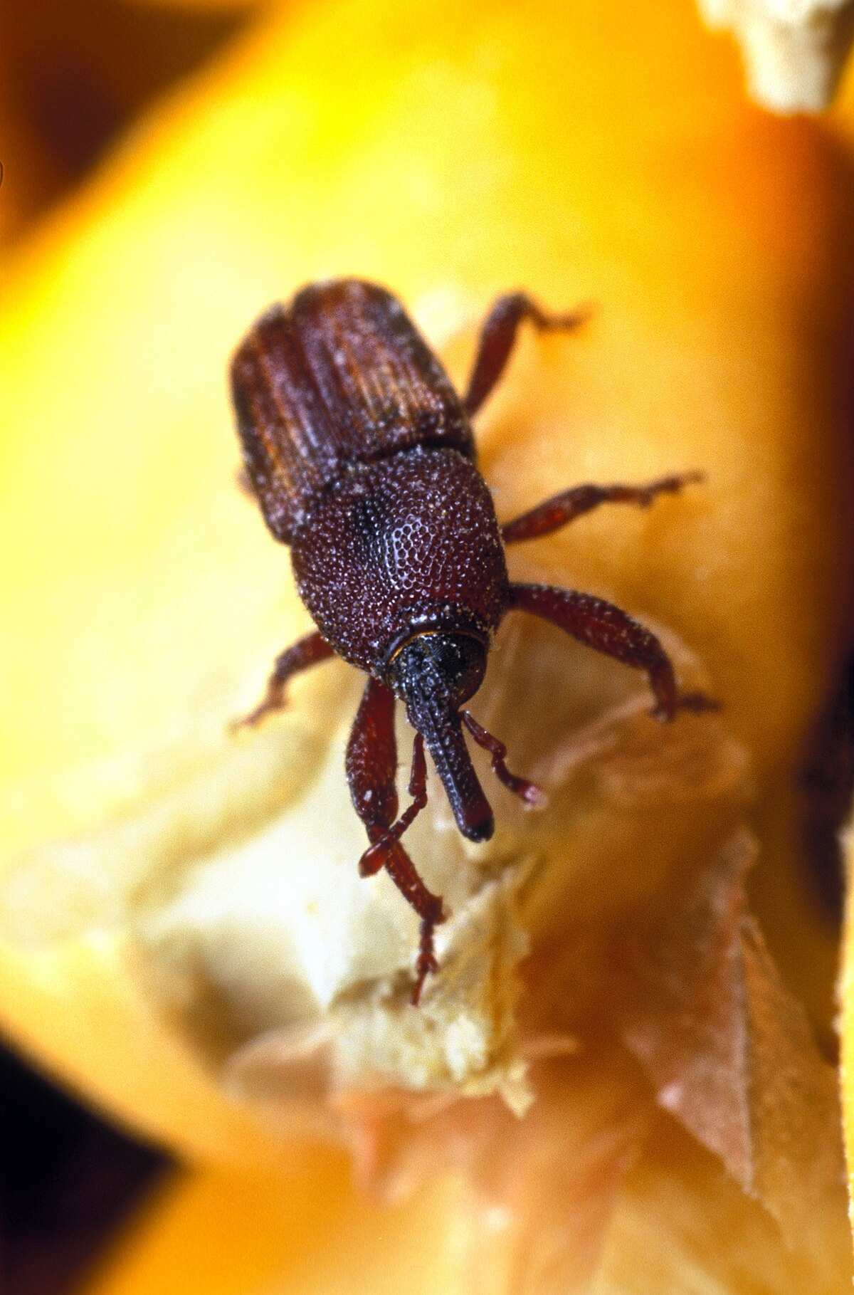 maize-weevil-wikipedia