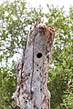 * Nomination Entry hole of a woodpecker in a dead tree, Makalali Game Reserve (Greater Makalali Private Game Reserve), Maruleng, Limpopo, South Africa --XRay 03:08, 7 May 2024 (UTC) * Promotion  Support Good quality. --Bgag 03:44, 7 May 2024 (UTC)