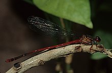 Männlicher ozeanischer hawaiianischer Damselfly von Dan Polhemus (7981008290) .jpg