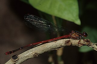 <i>Megalagrion oceanicum</i> Species of damselfly