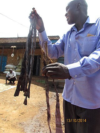<span class="mw-page-title-main">Malewa</span> A Ugandan cuisine made from smoked shoots of Bamboo that have been dried for preservation.