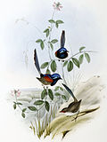 Thumbnail for Blue-breasted fairywren