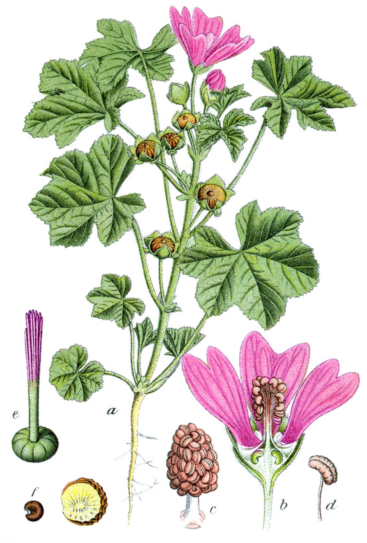 Page plant. Просвирник Лесной - Malva Sylvestris. Мальва Лесная просвирник Лесной. Просвирник Мальва Лесная. Мальва Лесная Malva Sylvestris.