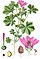 Malva silvestris Sturm63.jpg