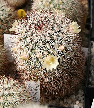 Mammillaria buxbaumiana.jpg