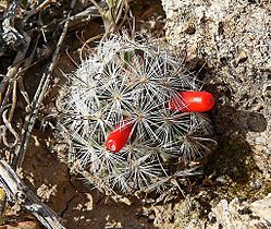 Small specimen with red fruits