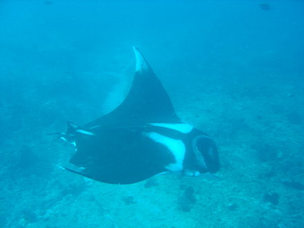 Manta ray at the cleaning station at Manta Reef
