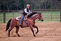 Mark E. Hufeisen Horse Complex (17135754189).jpg