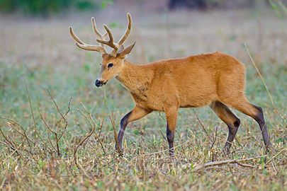 Cerf des marais (Blastocerus dichotomus)