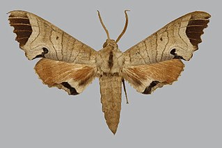 <i>Marumba indicus</i> Species of moth