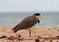 Masked Lapwing sand.jpg